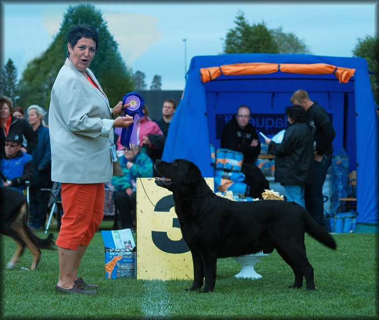 Bracke winning Best In Show 3rd Veteran