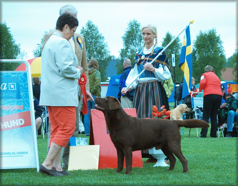 Bark winning the Gundog group