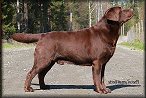 SEShCH NorwCH Tjottes Lover Under Cover *Bark*