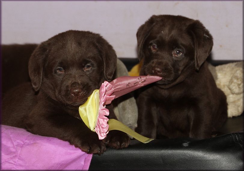 Fighting ower Best of Breed Puppy  ;-))