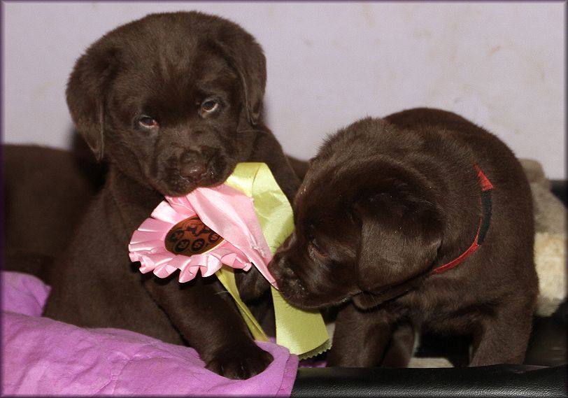Fighting ower Best of Breed Puppy  ;-))