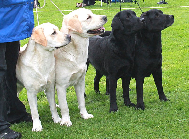 best breedersgroup with Demi, deacon, Mingla & Payton