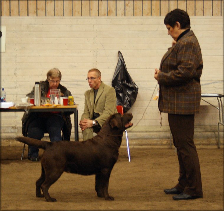 SwTrCH LP I Tjottes Ment To Be 2nd in Fieldtrialclass