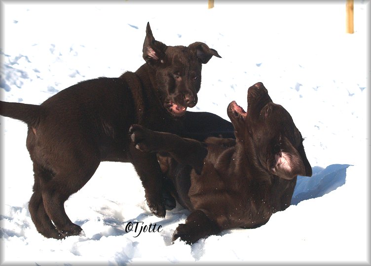 Segra & Brago