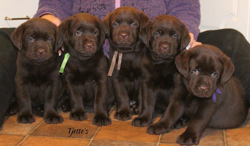 The 5 boys