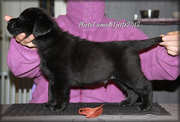 Tjotte's From Heaven Sent 