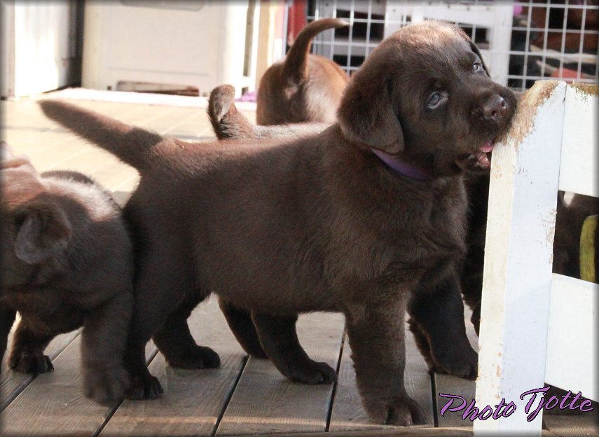 7 weeks