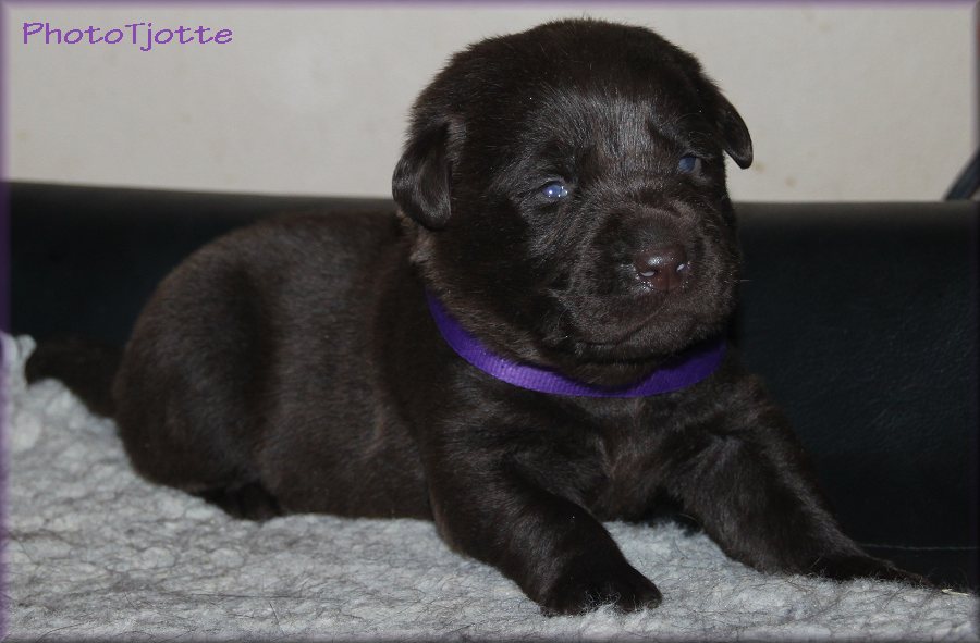 Tjotte's Son O'A Lover