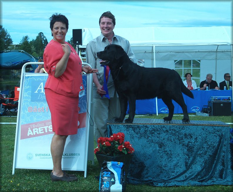 "Bracke" Winning Best Veteran in Show under Patric Ragnarsson