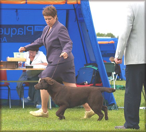 Gucci BOB & BIS:2 Puppy