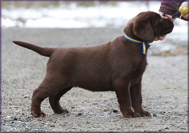 7 weeks
