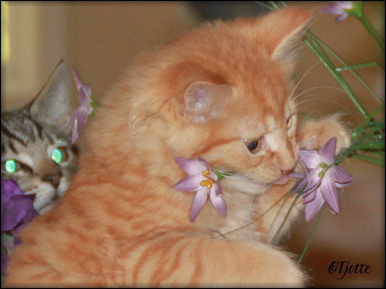 Tiger september 2011