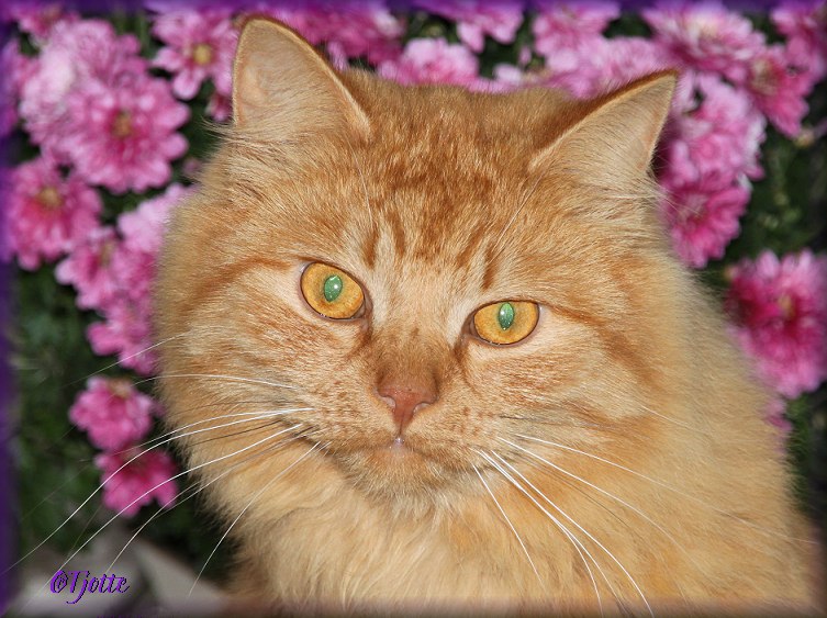 Tiger september 2012