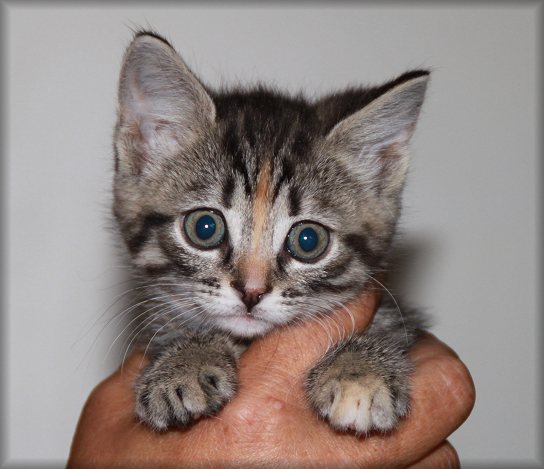 TjotteKattens Randie