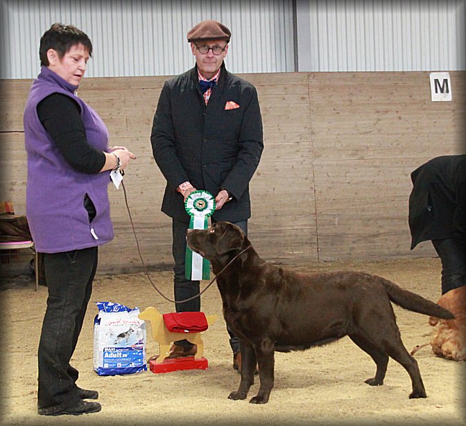 All BOS winners in a final-- Vinna Best In Show under Hans Rosenberg
