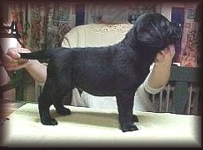 6 weeks