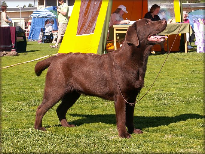 Catcher BIS:2 Puppy