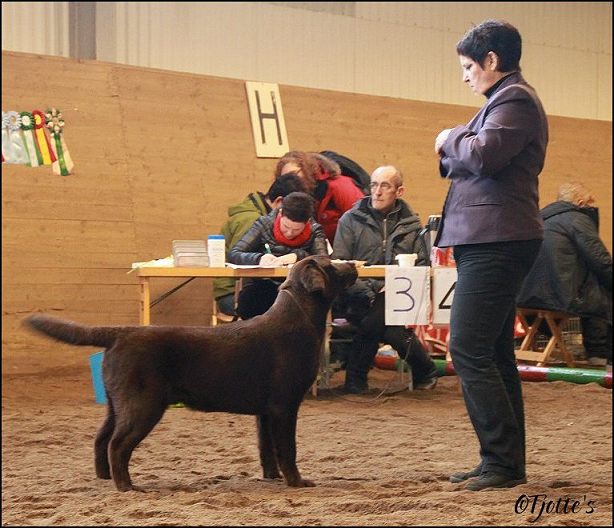 Dustin BOB Puppy under Gunnar Norlin and BIS:2 under  Elena Ruskovaara