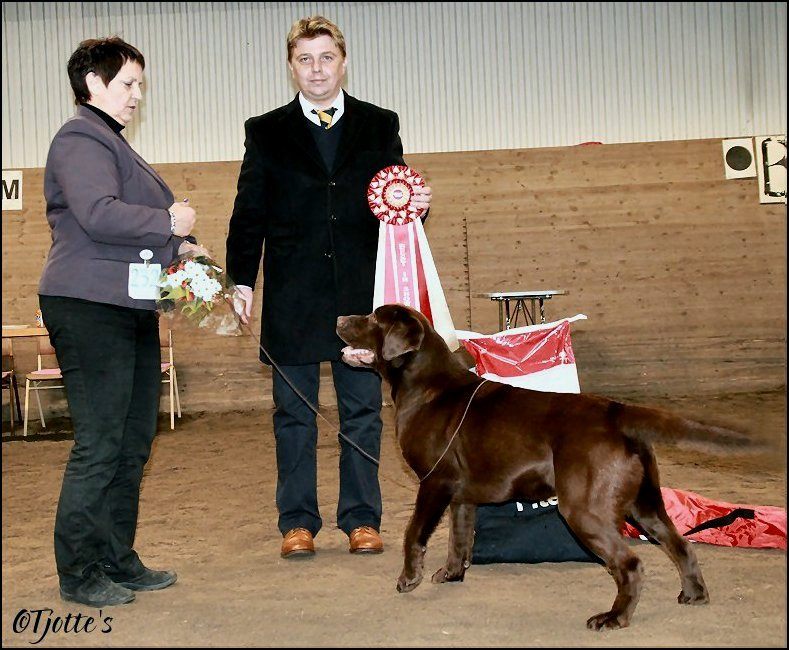 Goodwill Best In Show under Cristian Vantu, Romania