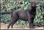 GW-17 DCH Tjotte's Deep Purple