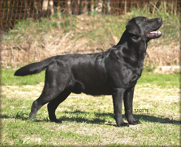 Panter 26 months and champion