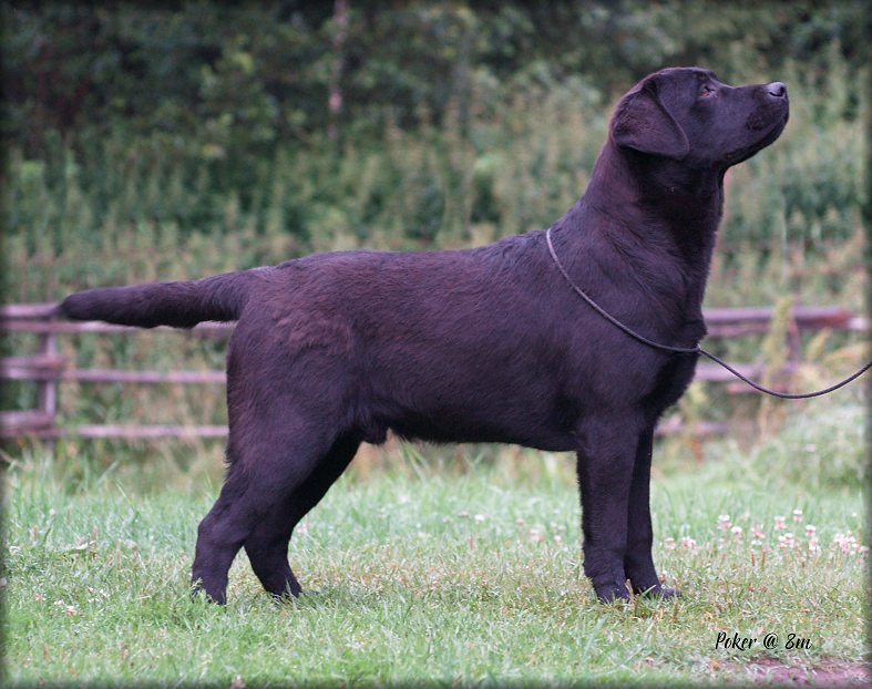 @ 8 months -blowing his coat !