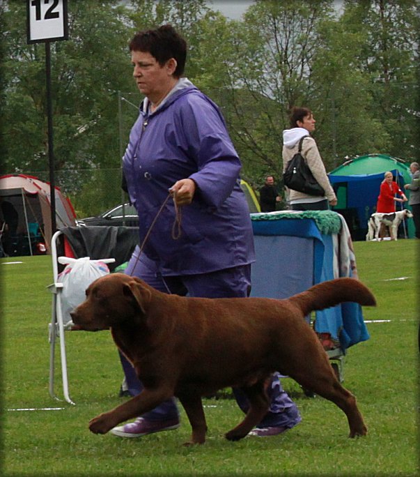 BOS  CH Tjottes Lover 