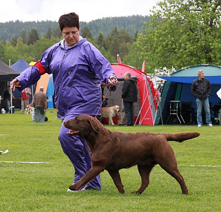 Best Of breed and my homebred champion No: 31   Tjottes Five O'Clock News